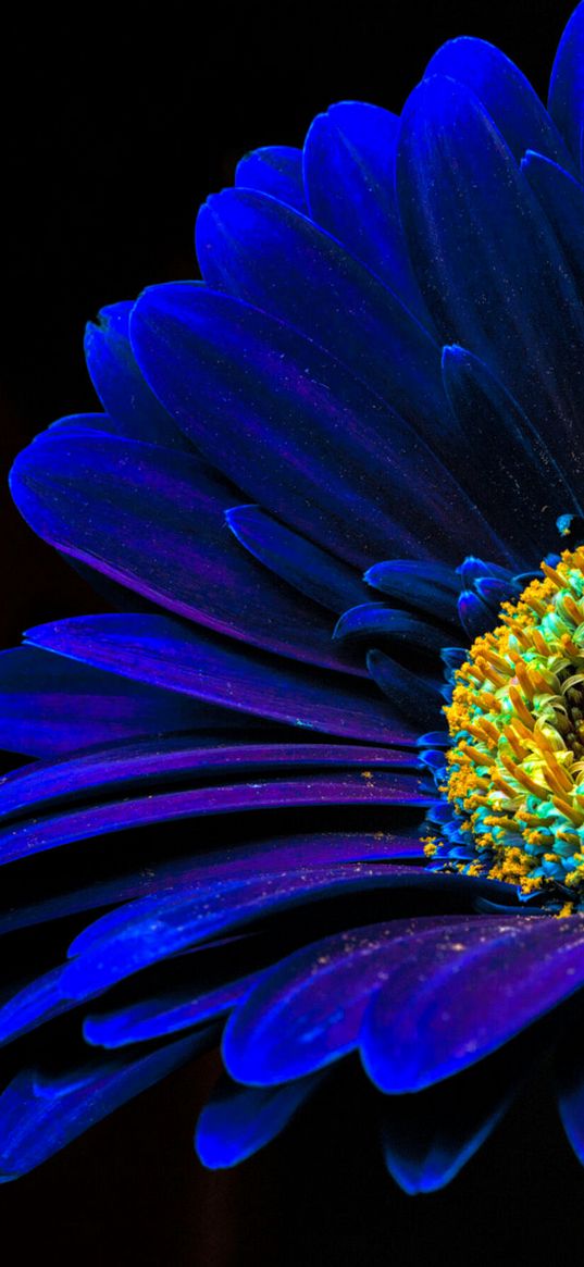 gerbera, neon color, macro