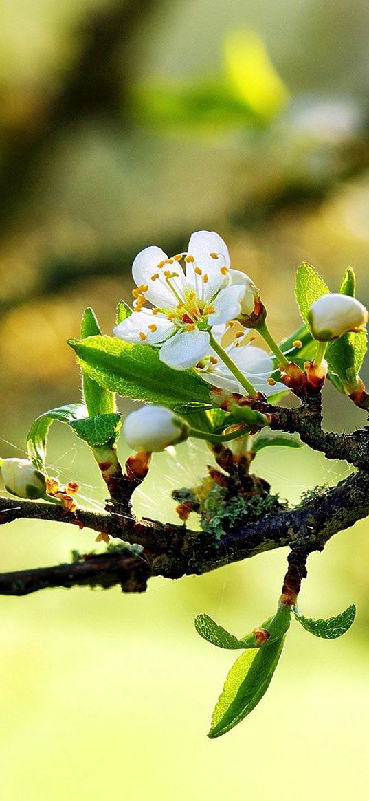 blossom, branch, spring, leaves, cobwebs, sunny, mood