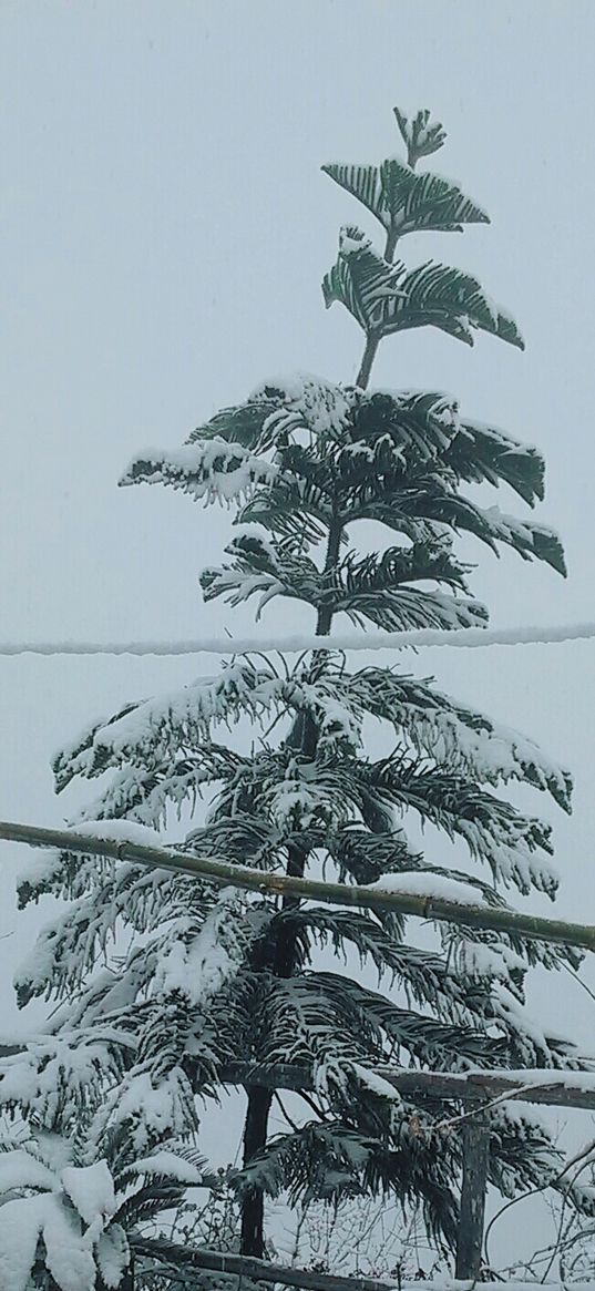 tree, snowfall, winter