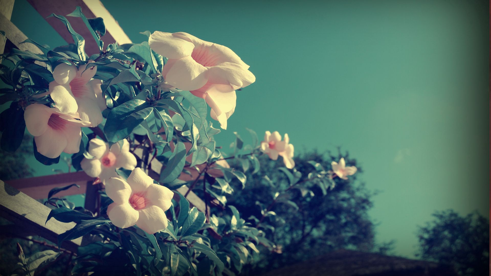 flowers, leaves, plants, sky