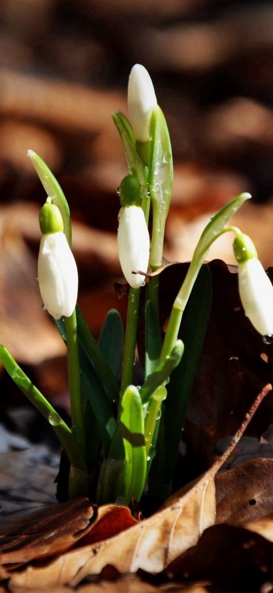 snowdrops, flowers, drops, three, leaves