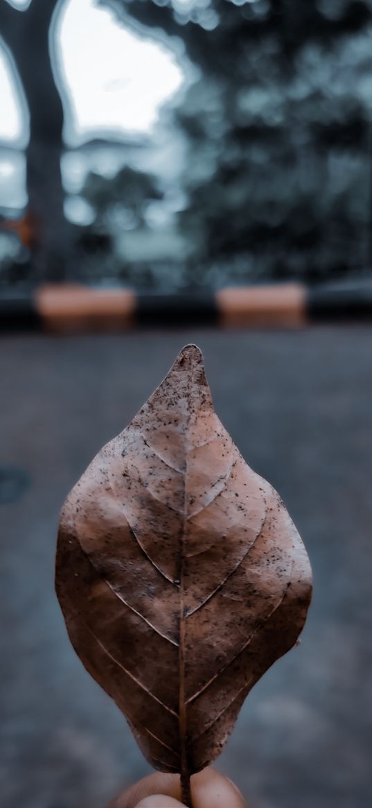 leaf, withered, road