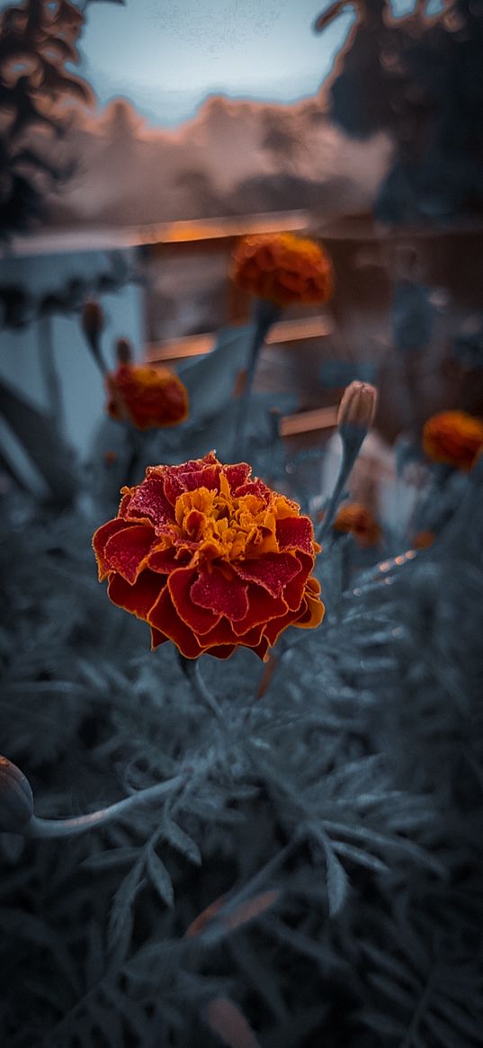 marigolds, flowers, wallpapers