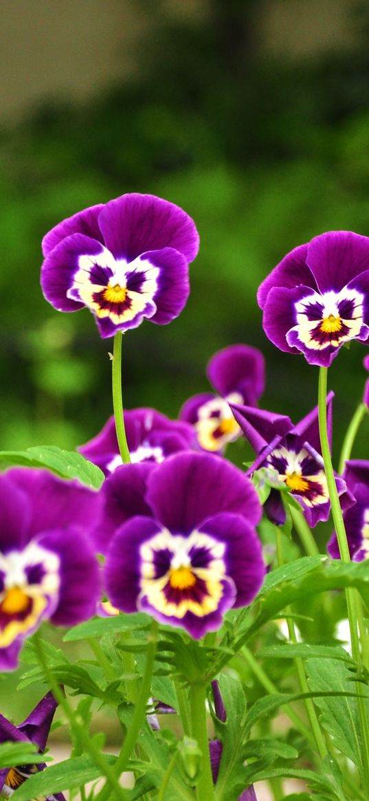 pansies, flowers, faces, grass, smiling