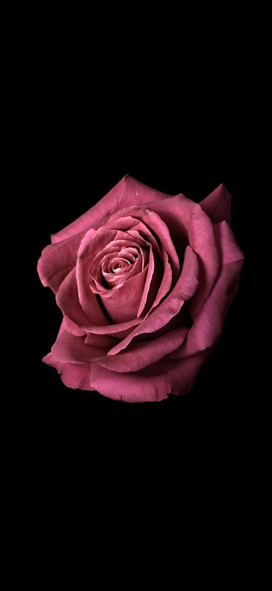 rose, black background, pink, wallpapers