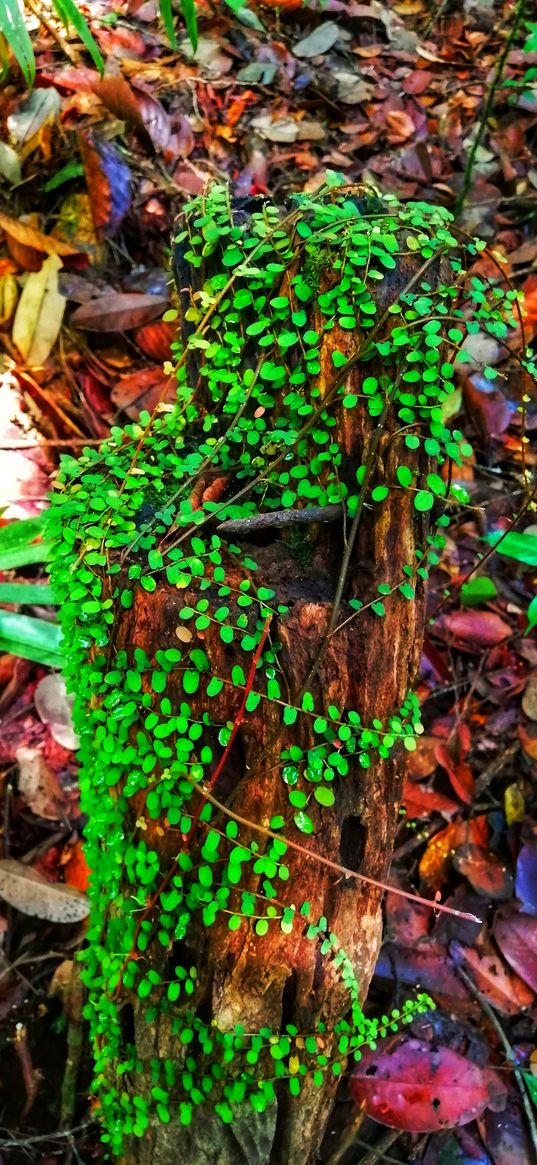 plant, green, tree stump, leaves, forest, nature