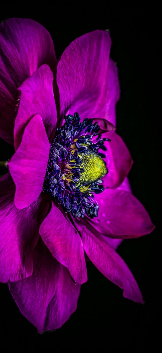 flower, anemone, purple color, minimalism