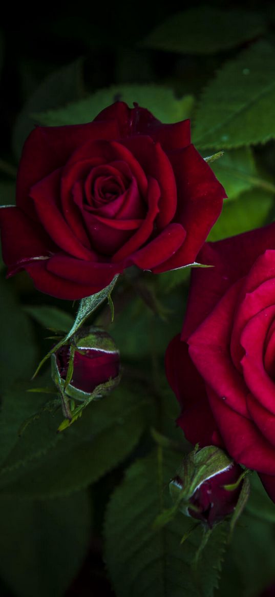 roses, bush, plant, black background