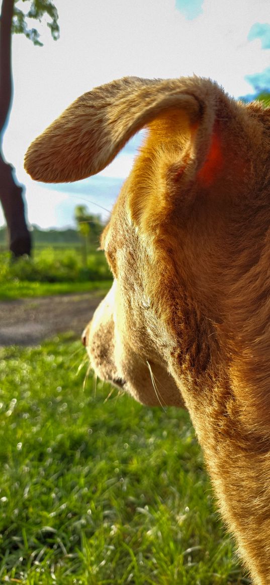 candid, dog, sun, light, grass, green