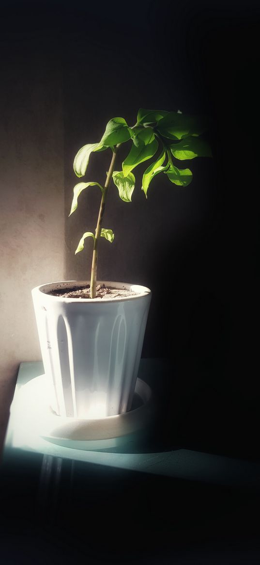 flower pot, flower, green, black