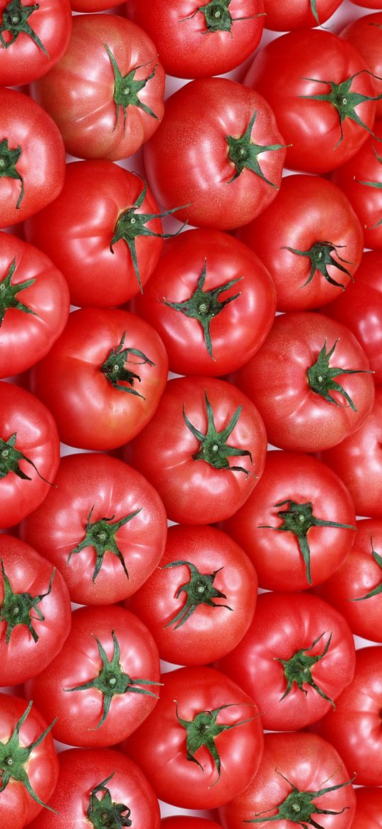 tomatoes, bright background, red