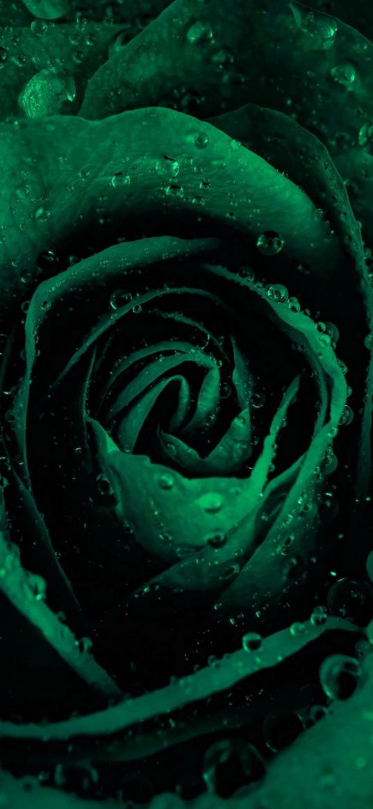 rose, green color, drops, bud