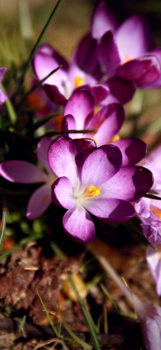 crocuses, flowers, primrose, loose, sunny