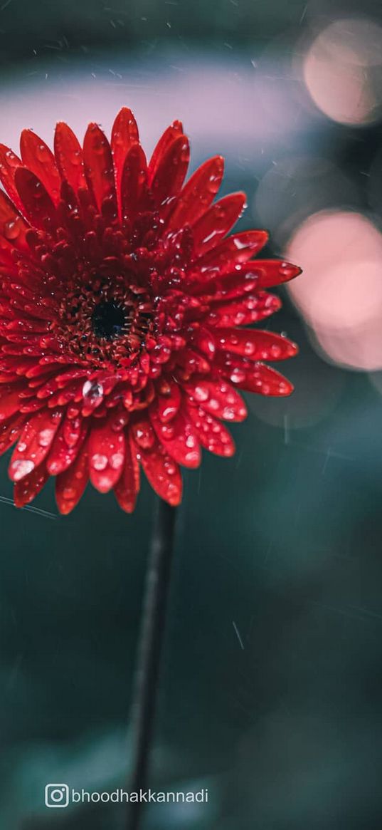 gerbera, flower, macro, red