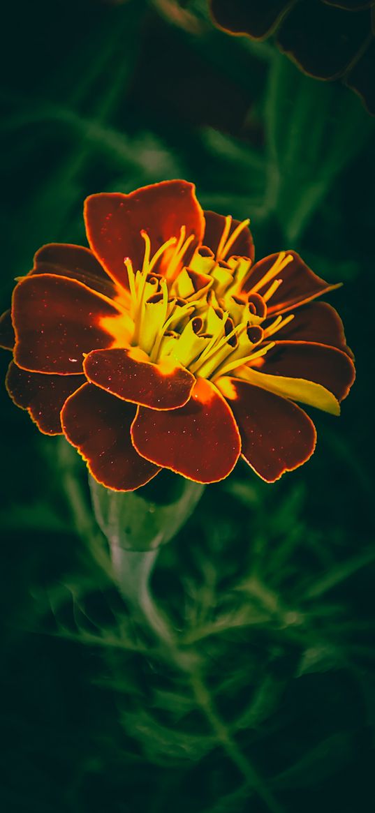 marigold, flowers, plants, green, nature