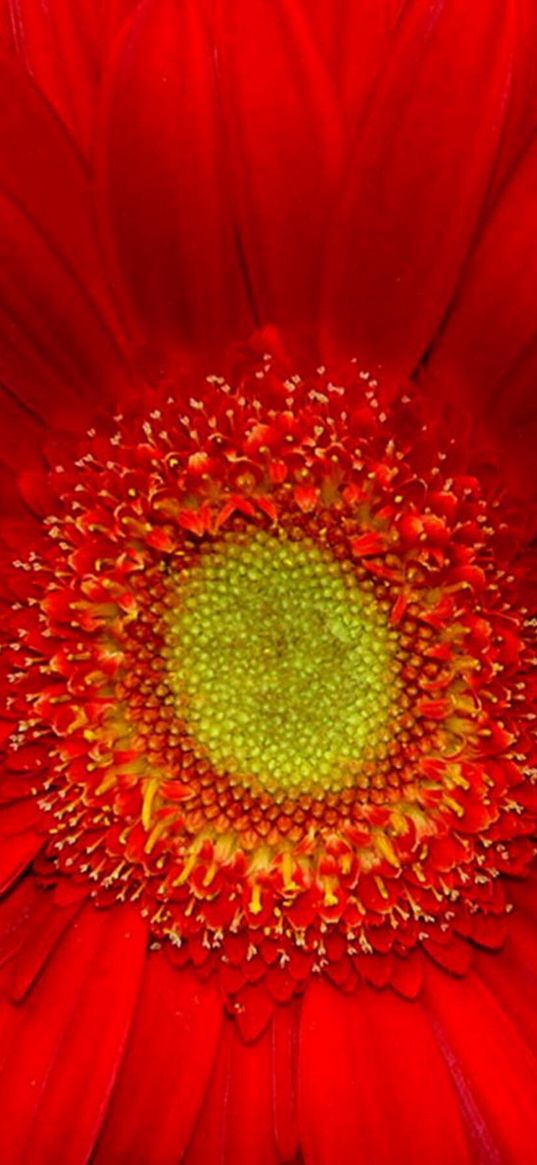 gerbera, flower, red flower, red