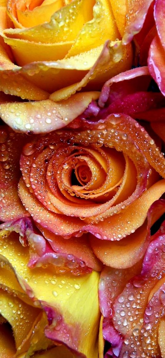 roses, yellow flower, orange flower, yellow roses, drops, dew, flowers