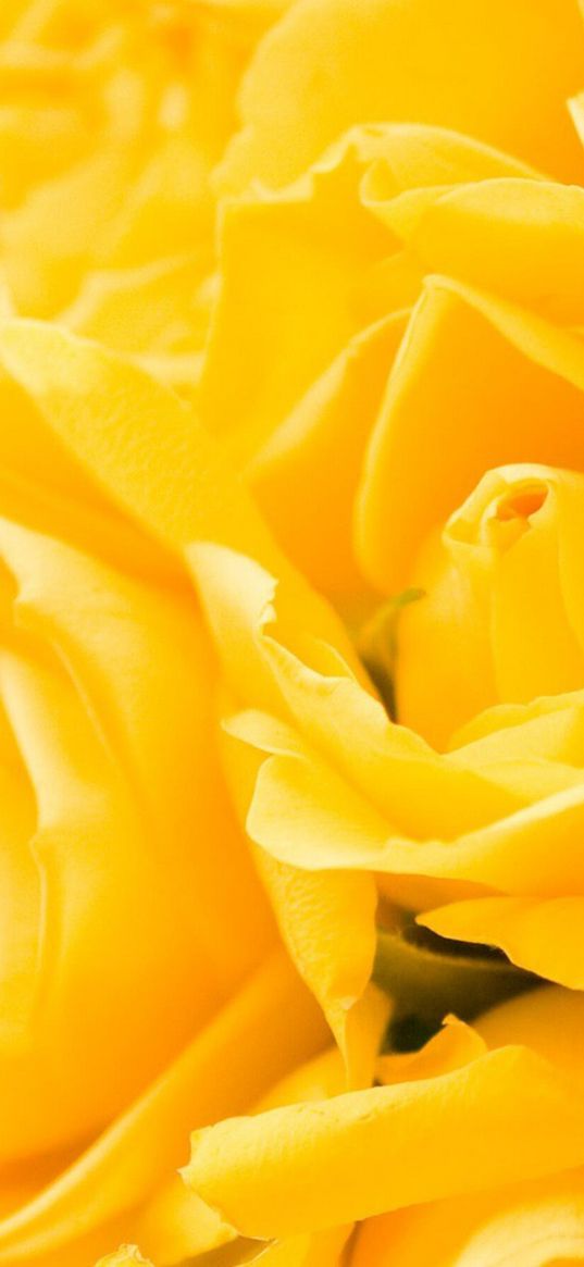 roses, yellow flower, yellow roses, flowers