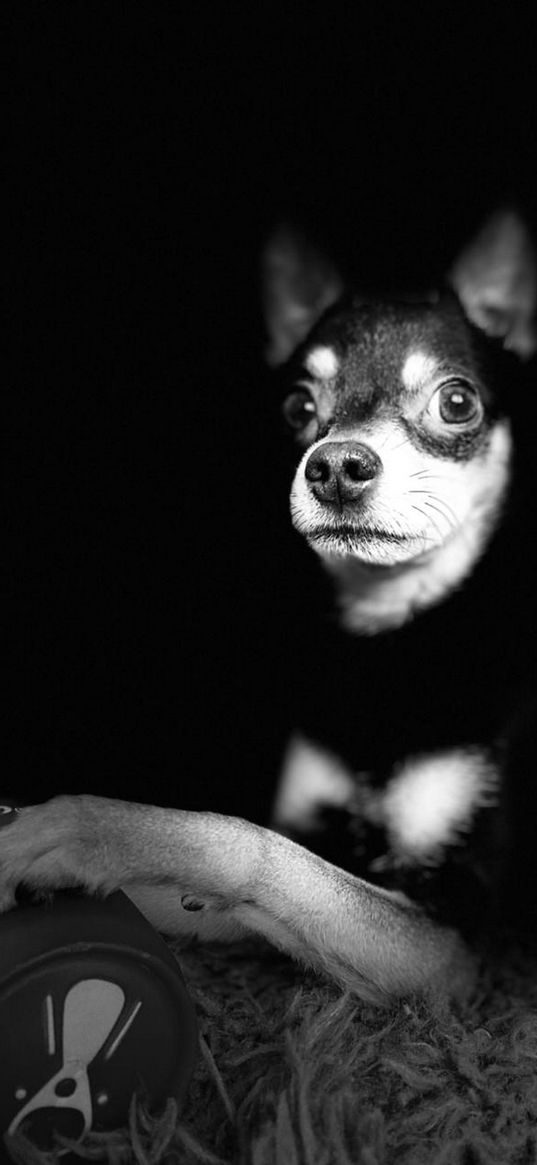 chihuahua, dog, portrait, light, bw