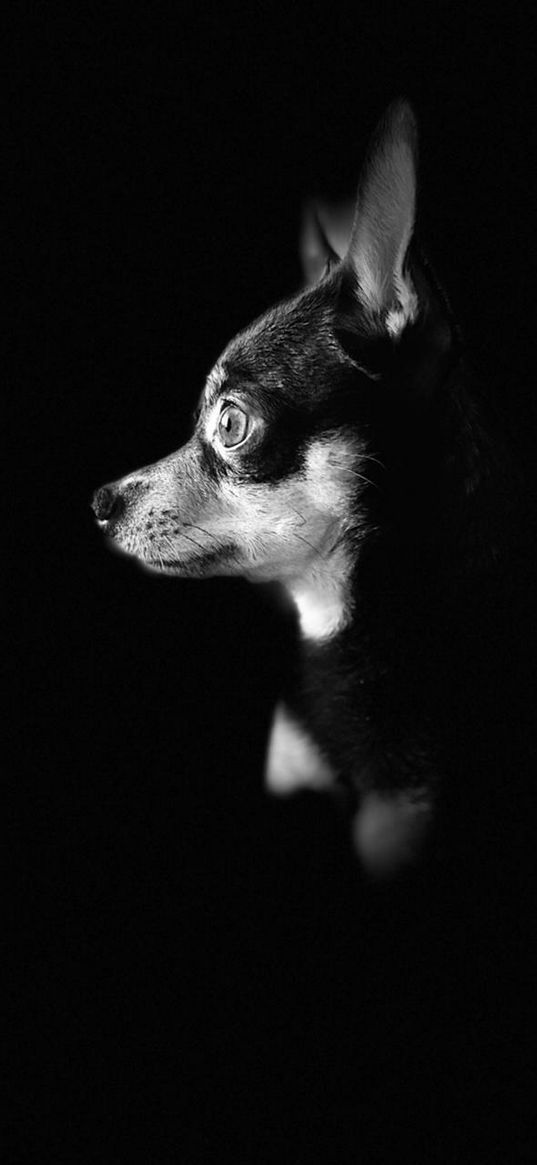 chihuahua, dog, portrait, profile, light, bw