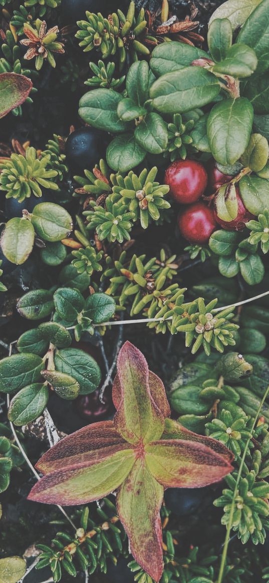 plants, lingonberry, berries, north, forest, nature