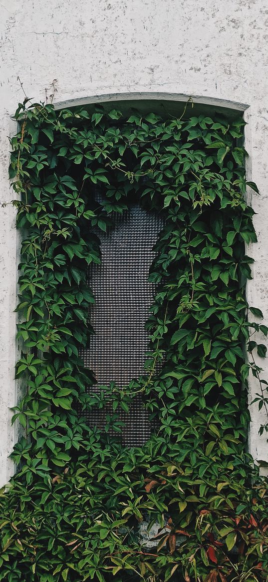 ivy, plants, green