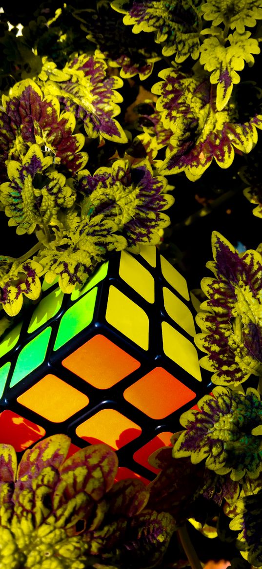 rubiks cube, leaves, plant, light, bright, colorful