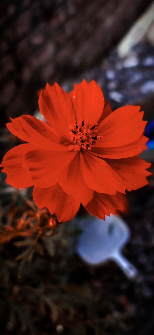 cosmos, red flower, flowers, plant, nature