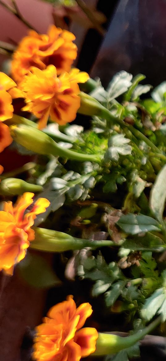 marigolds, flowers, yellow flower, plant, green, nature