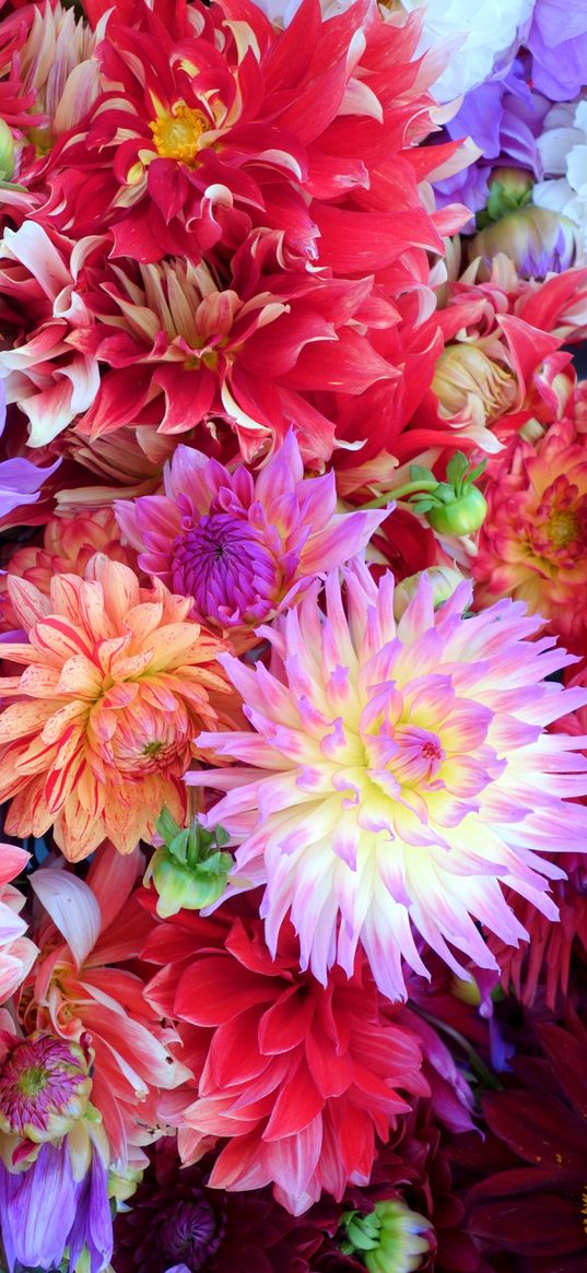 dahlias, flowers, bouquet, composition, bright color