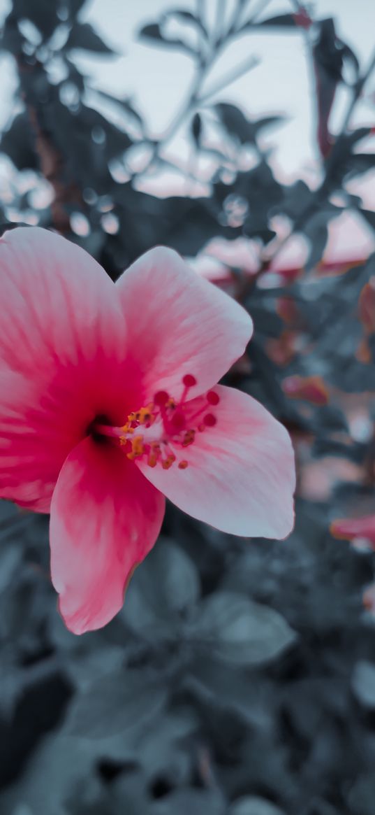 hibiscus, flower, plant, pink