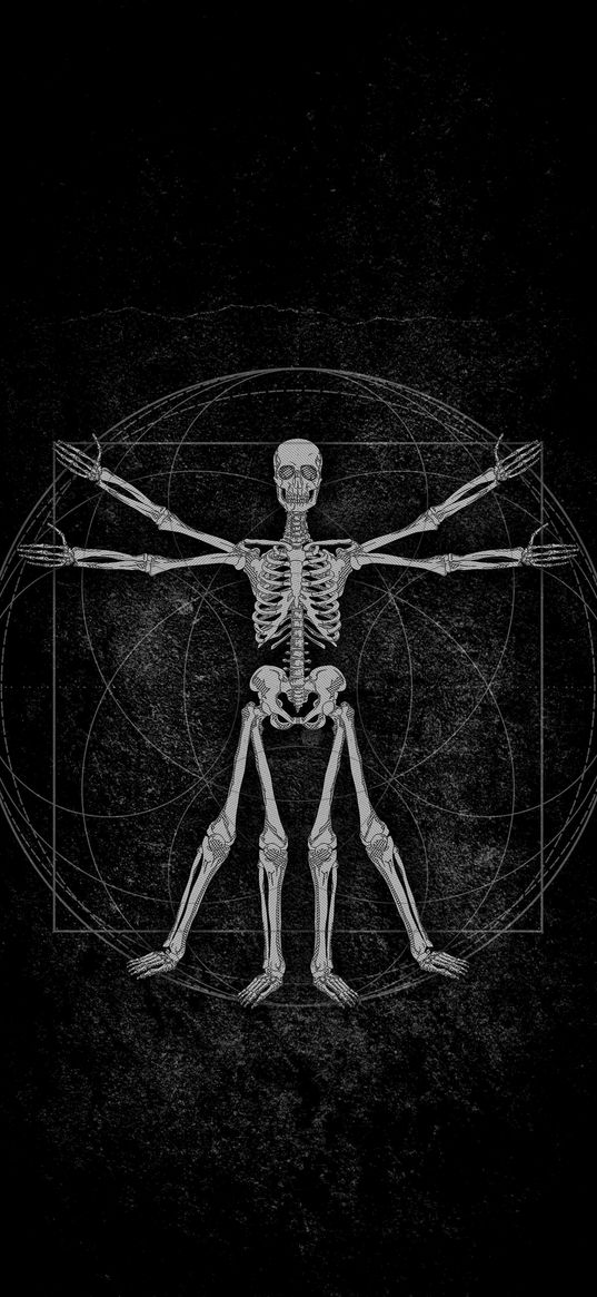 skeleton, vitruvian man, diagram