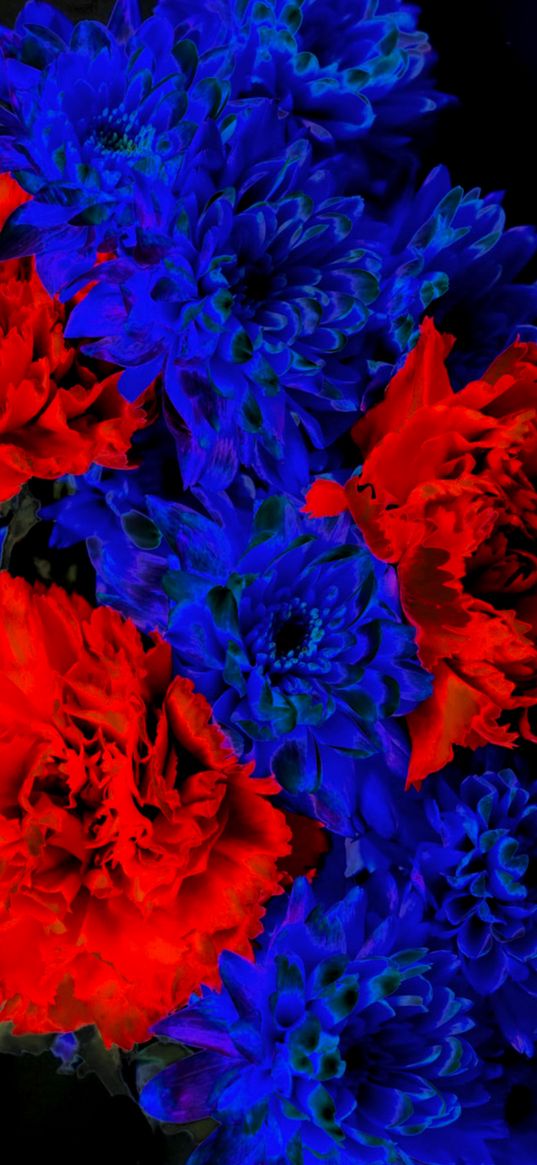 carnations, flowers, blue, red