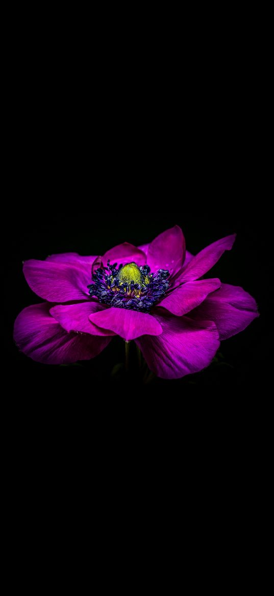 anemone, flower, purple color, black background