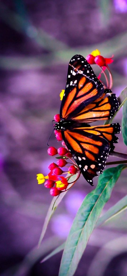 butterfly, branch, flower, purple background