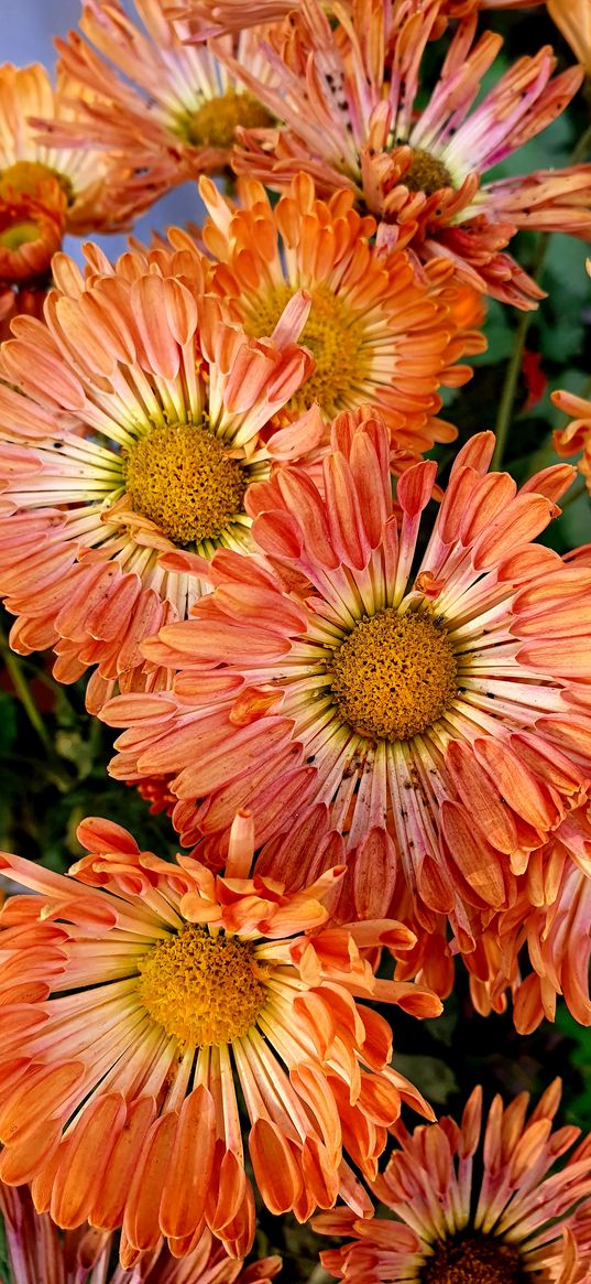 chrysanthemum, flowers, plants, orange