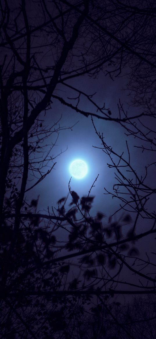 night, moon, branches