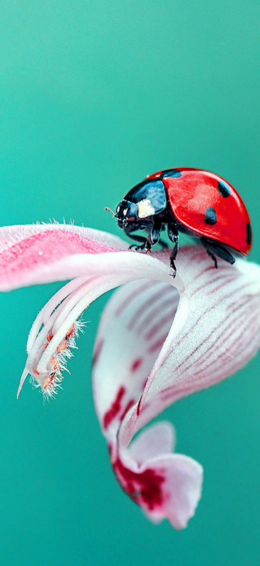 ladybug, flower, lily, turquoise background