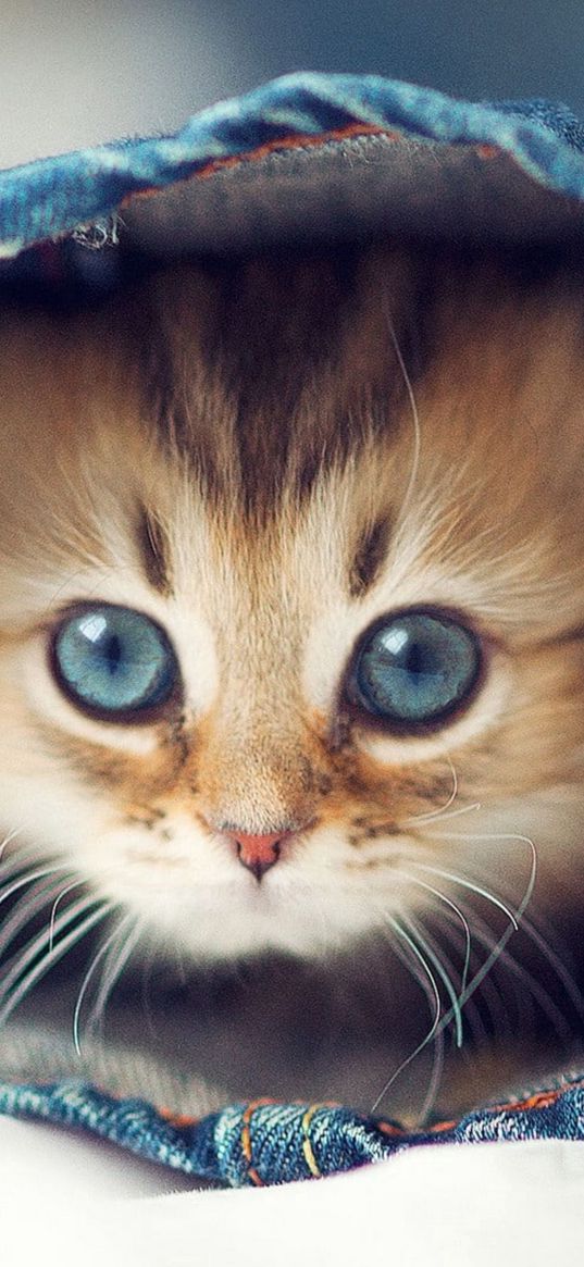 animal, pet, kitten, muzzle, eyes