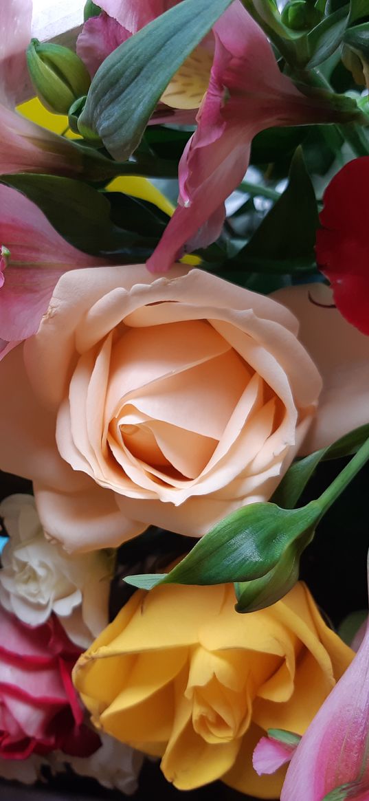 flowers, roses, gerberas