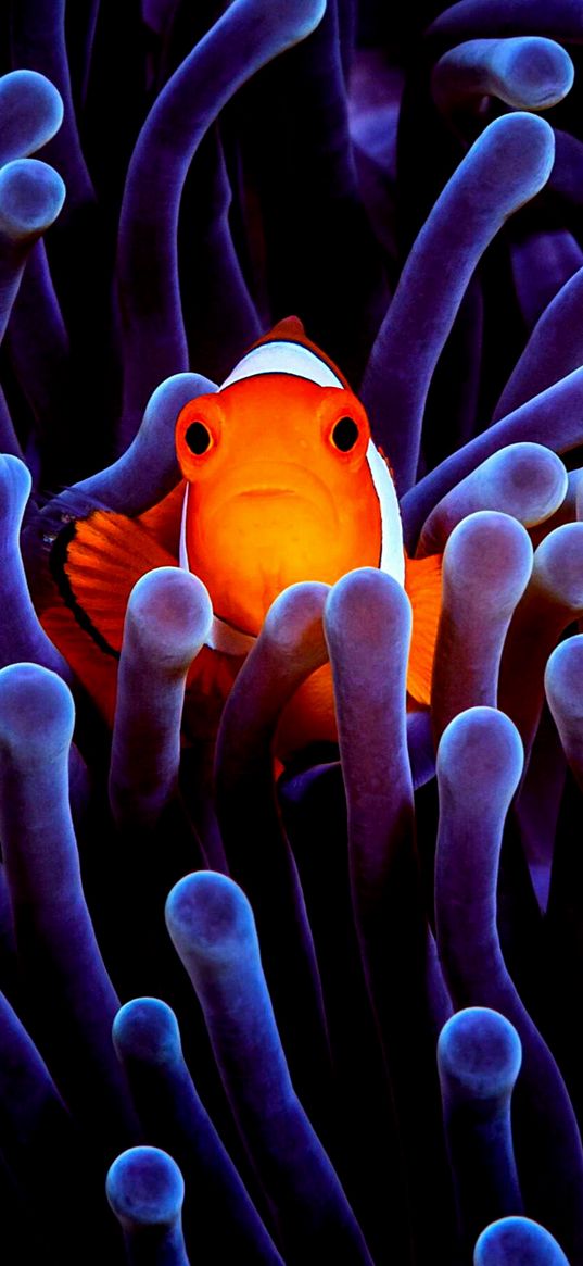 fish, clown fish, algae, orange, purple