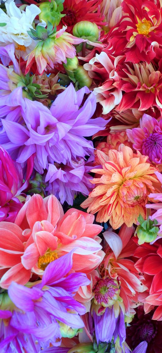 dahlia, flowers, colourful