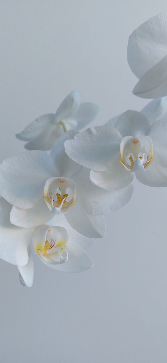 orchids, flowers, white