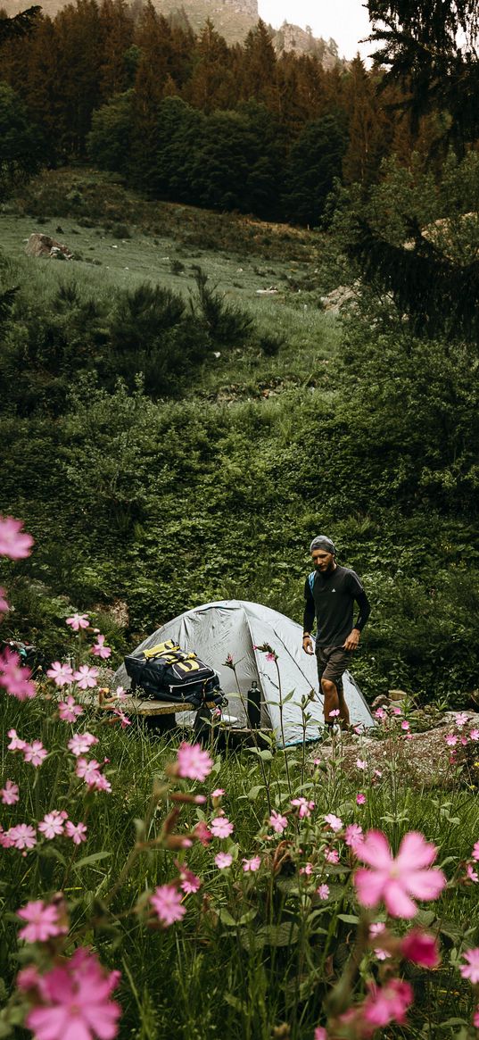 camping, forest, flowers, green field, trees