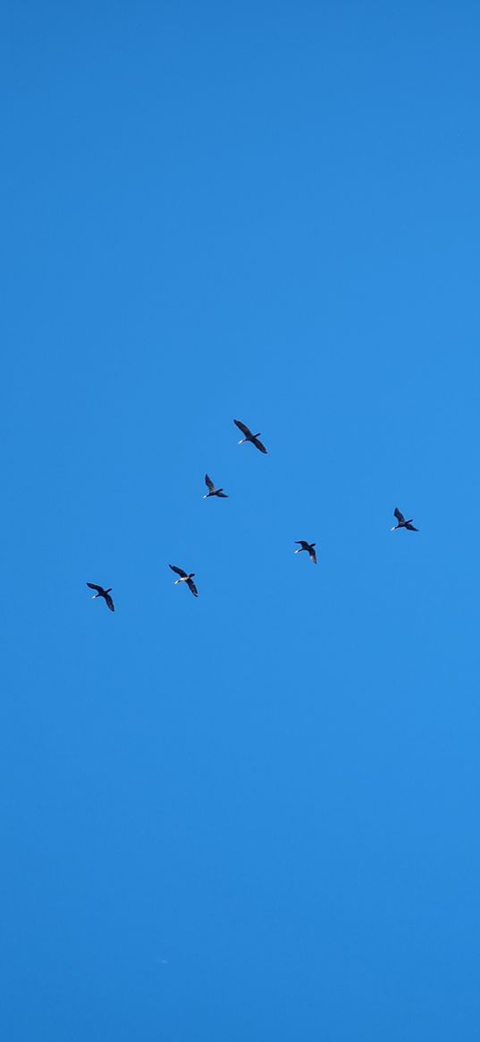 baikal, seagulls, sky