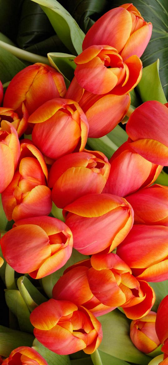 tulips, bouquet, tulip bouquet, orange tulips, orange flower