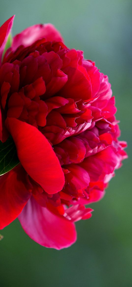 flowers, peony, red peonies, red flower, red