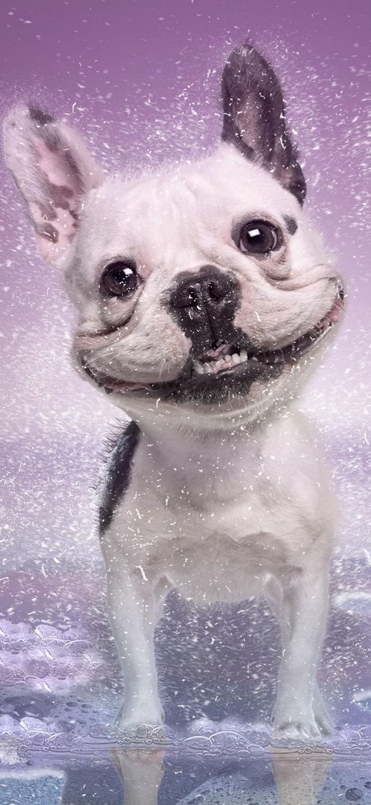 pug, dog, smile, snow, art