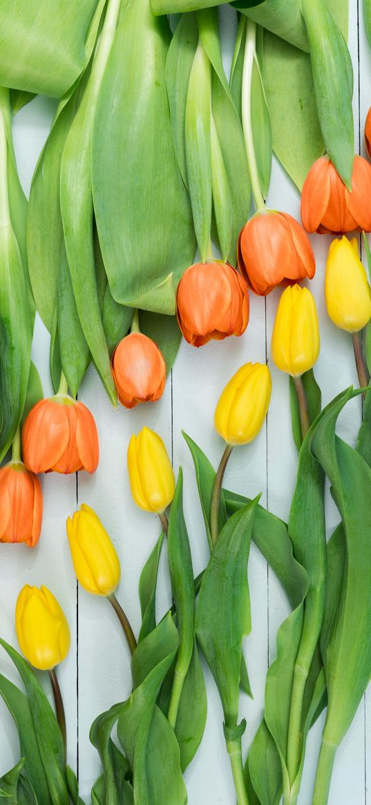 tulips, yellow tulips, orange tulips, flowers