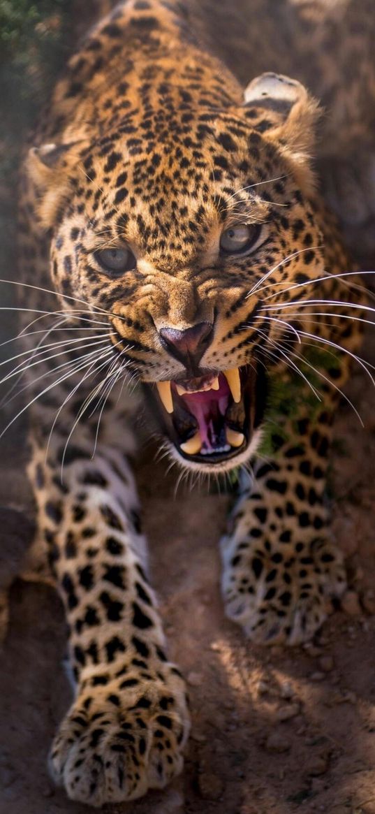 animals, leopard, predator, grin, nature